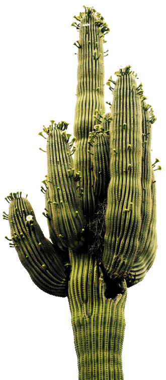 Cactus from Arizona